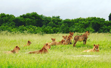 Zimbabwe-Hwange-Hwange Explorer Safari